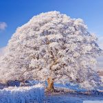 winter_season_8-wallpaper-800x600-1.jpg